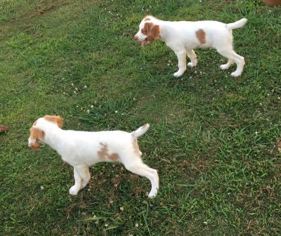 Puppies on LOCKDOWN!! Puppies on LOCKDOWN!!
