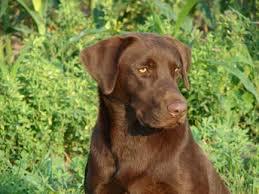 HRCH Black Ice's Carbon Copy Of Ammo Mud Bud MH QA2 HRCH Black Ice's Carbon Copy Of Ammo Mud Bud MH QA2