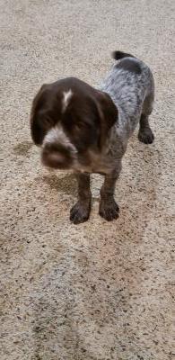 1 male puppy available "Brutus" 1 male puppy available "Brutus"