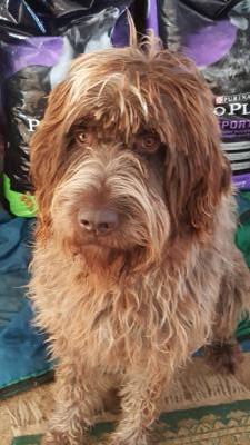 Cowboy (sire to Buttercup ) GRIFFON.
*** COWBOY & BUTTERCUP BRED ON SEPTEMBER 7TH ***
***AKC & NAVHDA REGISTERED*** Cowboy (sire to Buttercup ) GRIFFON.
*** COWBOY & BUTTERCUP BRED ON SEPTEMBER 7TH ***
***AKC & NAVHDA REGISTERED***