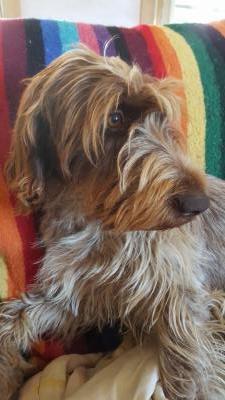 Buttercup ( Dam to Cowboy ) GRIFFON.
*** BUTTERCUP & COWBOY BRED ON SEPTEMBER 7TH ***
***AKC & NAVDHA REGISTERED***
Buttercup ( Dam to Cowboy ) GRIFFON.
*** BUTTERCUP & COWBOY BRED ON SEPTEMBER 7TH ***
***AKC & NAVDHA REGISTERED***