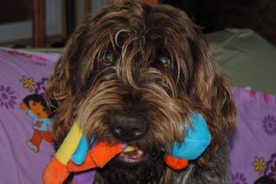 Texas Pete ( Sire to Madress Maggie ) GRIFFON.
***AKC & NAVDHA REGISTERED*** Texas Pete ( Sire to Madress Maggie ) GRIFFON.
***AKC & NAVDHA REGISTERED***