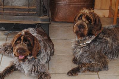 Moose & Scout The Grandparents
***AKC & NAVDHA REGISTERED***
Moose & Scout The Grandparents
***AKC & NAVDHA REGISTERED***