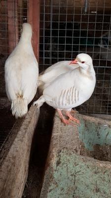 White Chukar Partridge .
Used for training.
***We have game birds for sale*** White Chukar Partridge .
Used for training.
***We have game birds for sale***