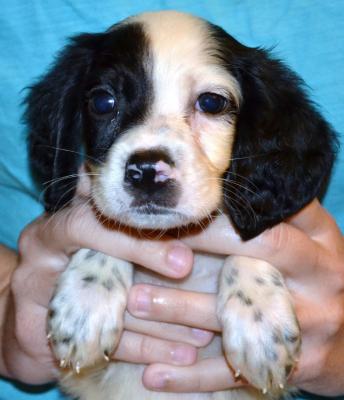 #H18M1 White, Black, & Ticked Male pup. $950.00 with all rights. Please, check out our website for more pics and details. #H18M1 White, Black, & Ticked Male pup. $950.00 with all rights. Please, check out our website for more pics and details.