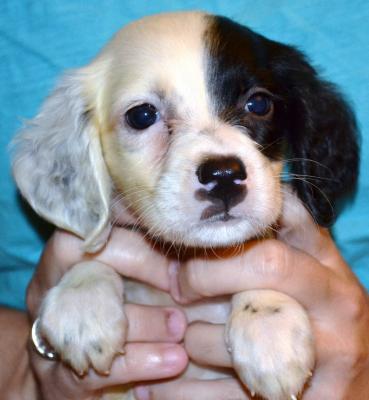#H18F5 White, Black, & Ticked Female pup. $1050.00 with all rights. Please, check out our website for more pics and details. #H18F5 White, Black, & Ticked Female pup. $1050.00 with all rights. Please, check out our website for more pics and details.