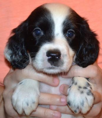 #J18M1 White, Black, & Ticked Male pup. SOLD. Please, check out our website for more pics and details. #J18M1 White, Black, & Ticked Male pup. SOLD. Please, check out our website for more pics and details.