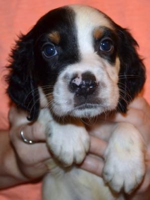 #J18M2 Tri-Color Male pup. SOLD. Please, check out our website for more pics and details. #J18M2 Tri-Color Male pup. SOLD. Please, check out our website for more pics and details.
