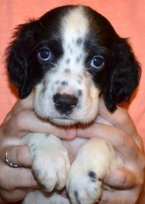 #J18M3 White, Black, & Ticked Male pup. SOLD. Please, check out our website for more pics and details. #J18M3 White, Black, & Ticked Male pup. SOLD. Please, check out our website for more pics and details.