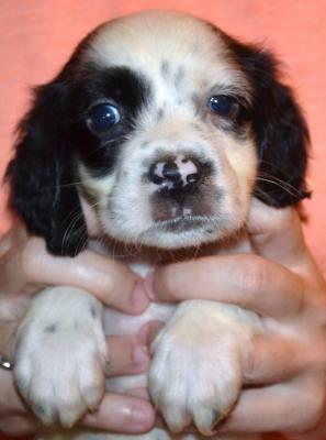 #J18F5 White, Black, & Ticked Female pup. SOLD. Please, check out our website for more pics and details. #J18F5 White, Black, & Ticked Female pup. SOLD. Please, check out our website for more pics and details.