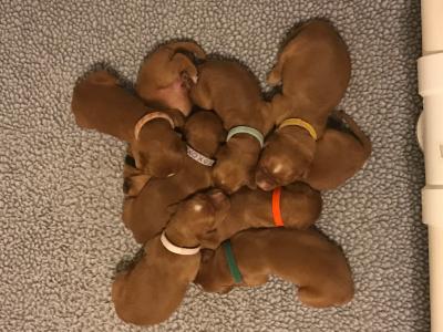 Puppies 6 days old Puppies 6 days old