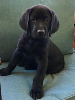 1 male left. He is an awesome pup. Had someone back out at the last minute. 1 male left. He is an awesome pup. Had someone back out at the last minute.