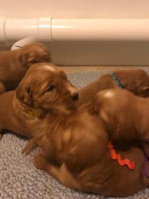 Puppies 3 weeks old Puppies 3 weeks old