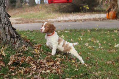 Puppy pointing practice! Puppy pointing practice!