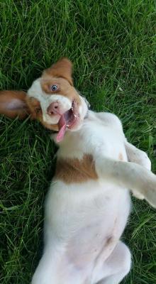 Otis as a puppy - Stud Otis as a puppy - Stud