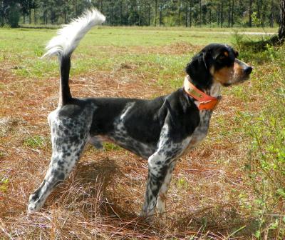 Sire of the litter..Miller's Black Butte Sire of the litter..Miller's Black Butte