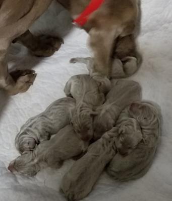 Pups day one Pups day one