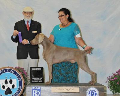 AKC and Canadian Champion Minalt PM Lazy Heart Bosch. "Ammo" AKC and Canadian Champion Minalt PM Lazy Heart Bosch. "Ammo"