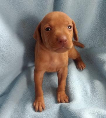 3 weeks 3 weeks