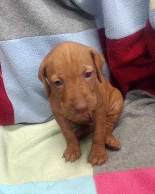 4 weeks 4 weeks