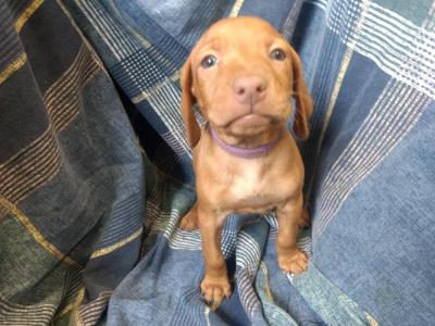 5 weeks 5 weeks