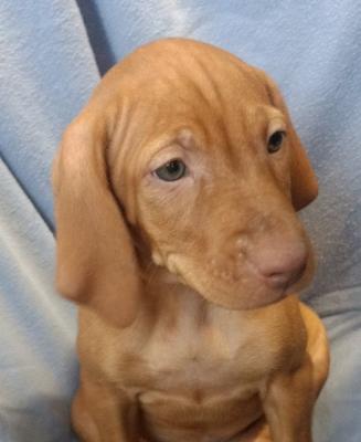 6 weeks 6 weeks