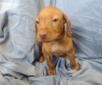 7 weeks 7 weeks