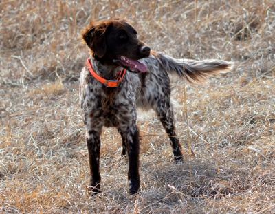 Rasmussen's Dakota Sassy Fiona: Reg #: 16031708 KlM, Born: 03/17/2016, Height: 20", Length: 22", NA: 90 Prize III, PennHIP: 0.19/0.30 Rasmussen's Dakota Sassy Fiona: Reg #: 16031708 KlM, Born: 03/17/2016, Height: 20", Length: 22", NA: 90 Prize III, PennHIP: 0.19/0.30