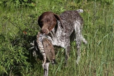 Mom practicing her retrieving. Mom practicing her retrieving.