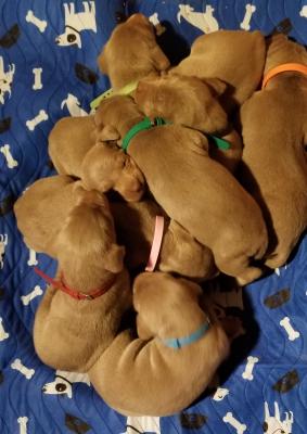 2 week old pile of pups 2 week old pile of pups