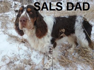 SAL SIRE SAL SIRE