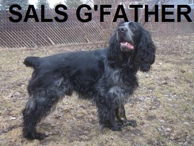 SAL GRANDSIRE SAL GRANDSIRE
