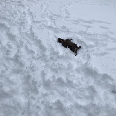 Snow angel Snow angel