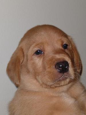 A very healthy RedStorm GunDog A very healthy RedStorm GunDog