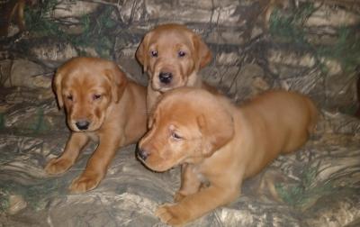 Three Males Available pups ready to go JAN 29th Three Males Available pups ready to go JAN 29th