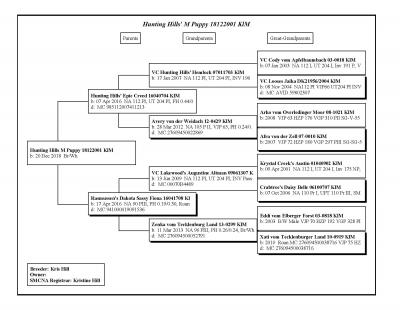 This is the pedigree for the HHK M litter pups This is the pedigree for the HHK M litter pups