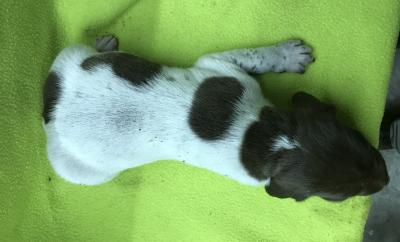White & Liver Male for sale White & Liver Male for sale