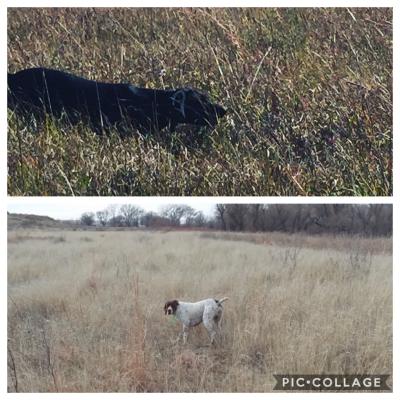 Dam( top)& Sire( bottom) Dam( top)& Sire( bottom)