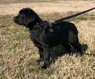 English Labradors English Labradors