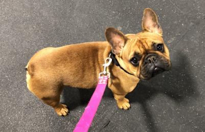 French Bulldogs French Bulldogs