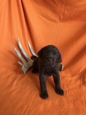 One female available-photo taken at four weeks of age
One female available-photo taken at four weeks of age