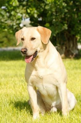 The Sire “Timber” The Sire “Timber”