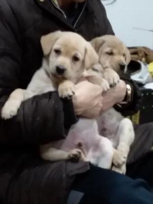 Puppies from same breeding at 6 weeks old. Puppies from same breeding at 6 weeks old.