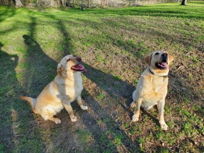 Pepper & Buddy 2020 Pepper & Buddy 2020