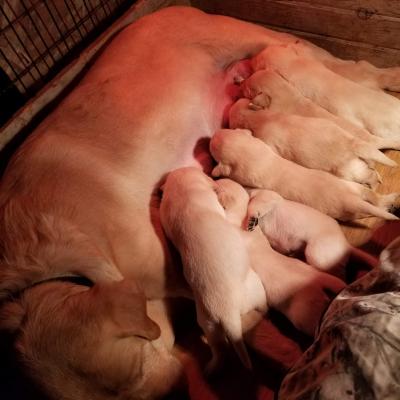 Males & Female puppies available in this litter. Born 1-21-21 Males & Female puppies available in this litter. Born 1-21-21