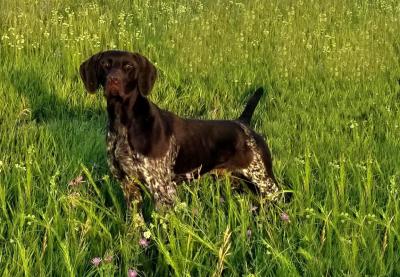 SIRE: VC Rugged Edges Guns N Roses MH SIRE: VC Rugged Edges Guns N Roses MH
