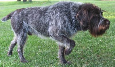 FIELD DOG OF THE YEAR
VCFLATBROOKS WALKER FIELD DOG OF THE YEAR
VCFLATBROOKS WALKER