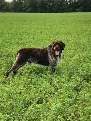 VCSTONYRIDGE IVAN
- Sire of Flatbrooks Walker VCSTONYRIDGE IVAN
- Sire of Flatbrooks Walker