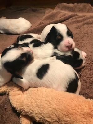 Beautiful 12 Day Old Llewellin Setter Pups! Tri Colored WBT and Ticked. Out of our Lil Wind'em Mikie and our Dashing Irish Jack! Beautiful 12 Day Old Llewellin Setter Pups! Tri Colored WBT and Ticked. Out of our Lil Wind'em Mikie and our Dashing Irish Jack!