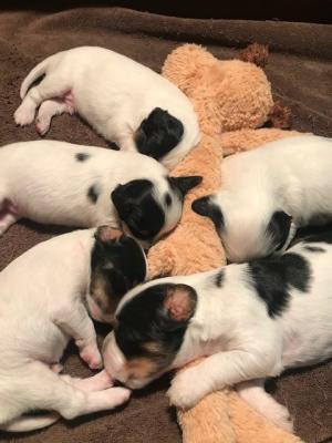 Beautiful 12 Day Old Llewellin Setter Pups! Tri Colored WBT and Ticked. Out of our Lil Wind'em Mikie and our Dashing Irish Jack! Beautiful 12 Day Old Llewellin Setter Pups! Tri Colored WBT and Ticked. Out of our Lil Wind'em Mikie and our Dashing Irish Jack!